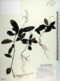 中文名:針刺草(S090752)學名:Codonacanthus pauciflorus (Nees) Nees(S090752)