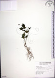 中文名:針刺草(S095040)學名:Codonacanthus pauciflorus (Nees) Nees(S095040)