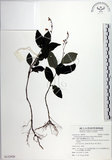 中文名:針刺草(S122920)學名:Codonacanthus pauciflorus (Nees) Nees(S122920)