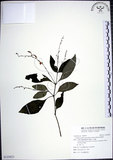 中文名:針刺草(S123823)學名:Codonacanthus pauciflorus (Nees) Nees(S123823)