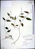 中文名:針刺草(S123835)學名:Codonacanthus pauciflorus (Nees) Nees(S123835)