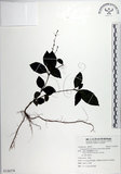 中文名:針刺草(S126274)學名:Codonacanthus pauciflorus (Nees) Nees(S126274)