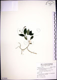 中文名:針刺草(S130080)學名:Codonacanthus pauciflorus (Nees) Nees(S130080)