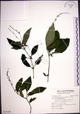 中文名:針刺草(S131528)學名:Codonacanthus pauciflorus (Nees) Nees(S131528)