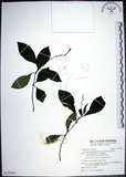 中文名:針刺草(S131952)學名:Codonacanthus pauciflorus (Nees) Nees(S131952)