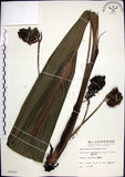 中文名:船子草(S006600)學名:Curculigo capitulata (Lour.) Kuntze(S006600)中文別名:船仔草