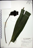 中文名:船子草(S139529)學名:Curculigo capitulata (Lour.) Kuntze(S139529)中文別名:船仔草