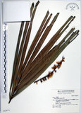 中文名:山棕(S042874)學名:Arenga engleri Beccari(S042874)英文名:Formosan Sugarpalm