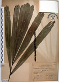 中文名:山棕(S070760)學名:Arenga engleri Beccari(S070760)英文名:Formosan Sugarpalm