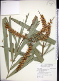 中文名:山棕(S109620)學名:Arenga tremula (Blanco) Becc.(S109620)英文名:Formosan Sugarpalm