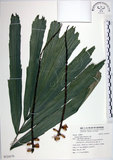 中文名:山棕(S124579)學名:Arenga engleri Beccari(S124579)英文名:Formosan Sugarpalm