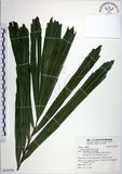 中文名:山棕(S125543)學名:Arenga engleri Beccari(S125543)英文名:Formosan Sugarpalm