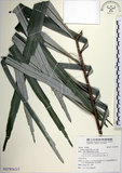 中文名:山棕(S127874)學名:Arenga engleri Beccari(S127874)英文名:Formosan Sugarpalm