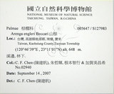 中文名:山棕(S127983)學名:Arenga engleri Beccari(S127983)英文名:Formosan Sugarpalm
