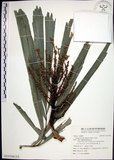 中文名:山棕(S131548)學名:Arenga tremula (Blanco) Becc.(S131548)英文名:Formosan Sugarpalm