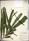 中文名:山棕(S141269)學名:Arenga tremula (Blanco) Becc.(S141269)英文名:Formosan Sugarpalm