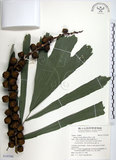 中文名:山棕(S142500)學名:Arenga tremula (Blanco) Becc.(S142500)英文名:Formosan Sugarpalm