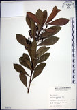 中文名:樹杞(S000870)學名:Ardisia sieboldii Miq.(S000870)英文名:Siebold Ardisia