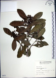 中文名:樹杞(S000871)學名:Ardisia sieboldii Miq.(S000871)英文名:Siebold Ardisia