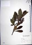 中文名:樹杞(S000872)學名:Ardisia sieboldii Miq.(S000872)英文名:Siebold Ardisia