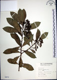 中文名:樹杞(S000873)學名:Ardisia sieboldii Miq.(S000873)英文名:Siebold Ardisia