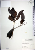 中文名:樹杞(S001433)學名:Ardisia sieboldii Miq.(S001433)英文名:Siebold Ardisia