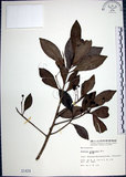 中文名:樹杞(S001434)學名:Ardisia sieboldii Miq.(S001434)英文名:Siebold Ardisia