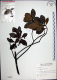 中文名:樹杞(S003009)學名:Ardisia sieboldii Miq.(S003009)英文名:Siebold Ardisia