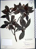 中文名:樹杞(S003270)學名:Ardisia sieboldii Miq.(S003270)英文名:Siebold Ardisia