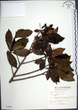 中文名:樹杞(S003924)學名:Ardisia sieboldii Miq.(S003924)英文名:Siebold Ardisia