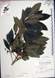 中文名:樹杞(S004349)學名:Ardisia sieboldii Miq.(S004349)英文名:Siebold Ardisia