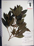 中文名:樹杞(S004350)學名:Ardisia sieboldii Miq.(S004350)英文名:Siebold Ardisia