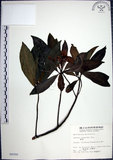 中文名:樹杞(S004500)學名:Ardisia sieboldii Miq.(S004500)英文名:Siebold Ardisia