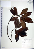 中文名:樹杞(S007903)學名:Ardisia sieboldii Miq.(S007903)英文名:Siebold Ardisia