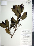 中文名:樹杞(S014743)學名:Ardisia sieboldii Miq.(S014743)英文名:Siebold Ardisia