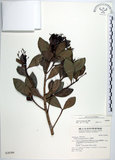 中文名:樹杞(S028386)學名:Ardisia sieboldii Miq.(S028386)英文名:Siebold Ardisia