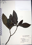 中文名:樹杞(S046632)學名:Ardisia sieboldii Miq.(S046632)英文名:Siebold Ardisia