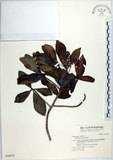 中文名:樹杞(S046839)學名:Ardisia sieboldii Miq.(S046839)英文名:Siebold Ardisia