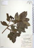 中文名:樹杞(S049747)學名:Ardisia sieboldii Miq.(S049747)英文名:Siebold Ardisia