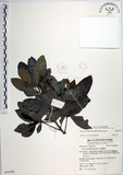 中文名:樹杞(S063056)學名:Ardisia sieboldii Miq.(S063056)英文名:Siebold Ardisia