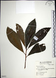 中文名:樹杞(S064072)學名:Ardisia sieboldii Miq.(S064072)英文名:Siebold Ardisia