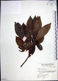 中文名:樹杞(S064174)學名:Ardisia sieboldii Miq.(S064174)英文名:Siebold Ardisia