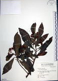 中文名:樹杞(S064714)學名:Ardisia sieboldii Miq.(S064714)英文名:Siebold Ardisia