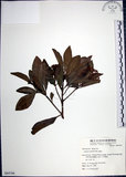 中文名:樹杞(S064766)學名:Ardisia sieboldii Miq.(S064766)英文名:Siebold Ardisia