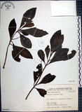 中文名:樹杞(S066644)學名:Ardisia sieboldii Miq.(S066644)英文名:Siebold Ardisia