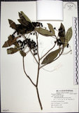 中文名:樹杞(S082677)學名:Ardisia sieboldii Miq.(S082677)英文名:Siebold Ardisia