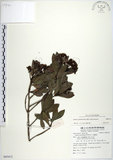 中文名:樹杞(S085412)學名:Ardisia sieboldii Miq.(S085412)英文名:Siebold Ardisia