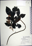 中文名:樹杞(S087874)學名:Ardisia sieboldii Miq.(S087874)英文名:Siebold Ardisia