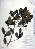 中文名:樹杞(S092285)學名:Ardisia sieboldii Miq.(S092285)英文名:Siebold Ardisia