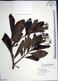 中文名:樹杞(S119972)學名:Ardisia sieboldii Miq.(S119972)英文名:Siebold Ardisia